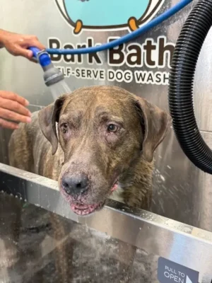 Old dog in bath