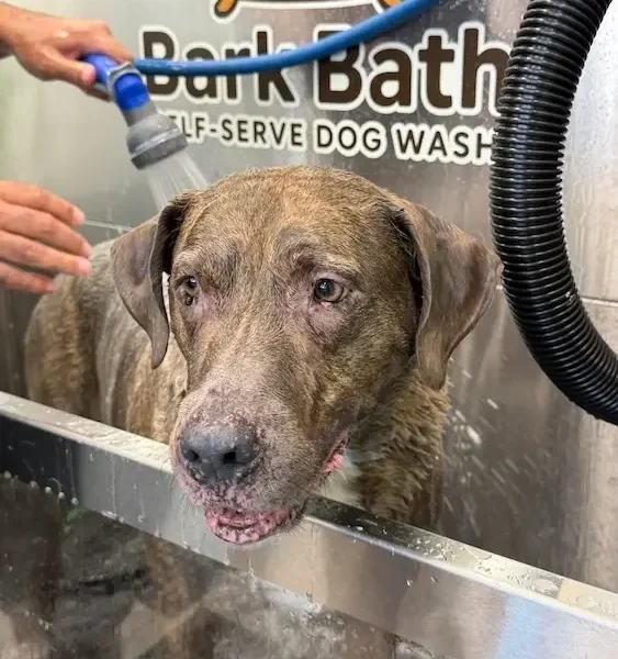 Old dog in bath