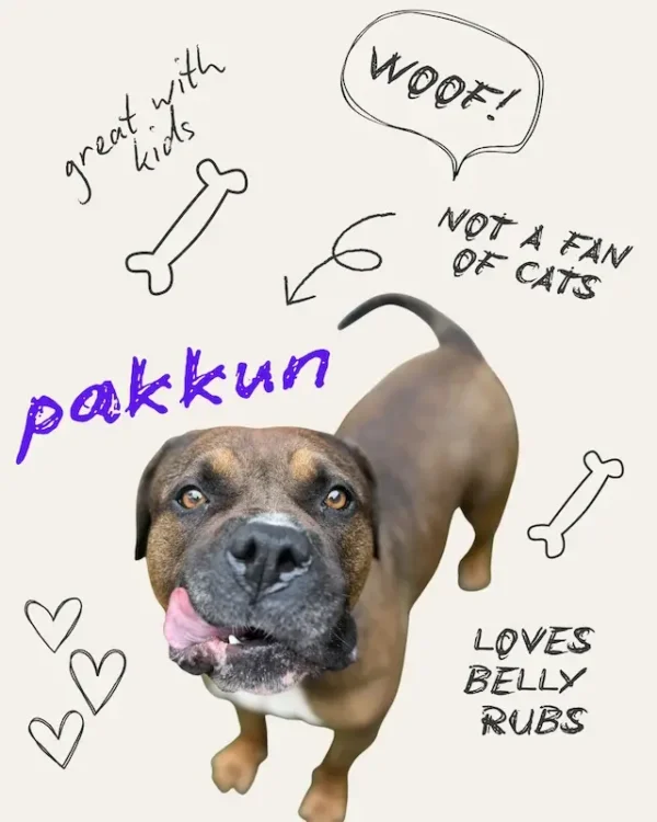 Pakkun the dob