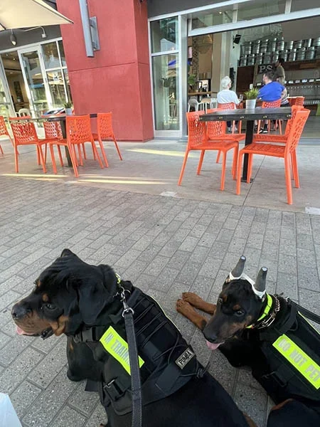 Park social pooches