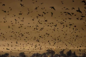 San diego crow flocks