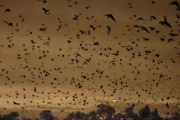 San diego crow flocks