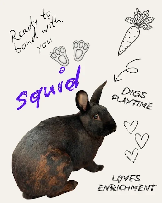Squid the bunny