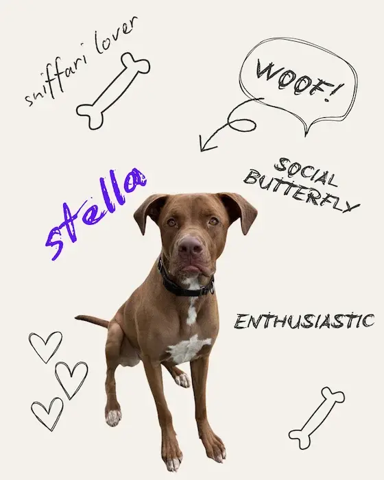 Stella the Dog