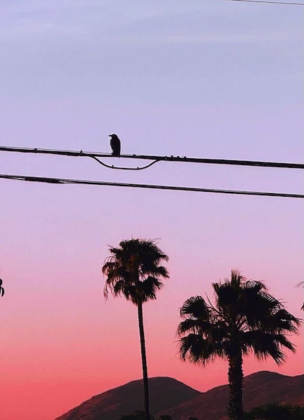 Sunset crow