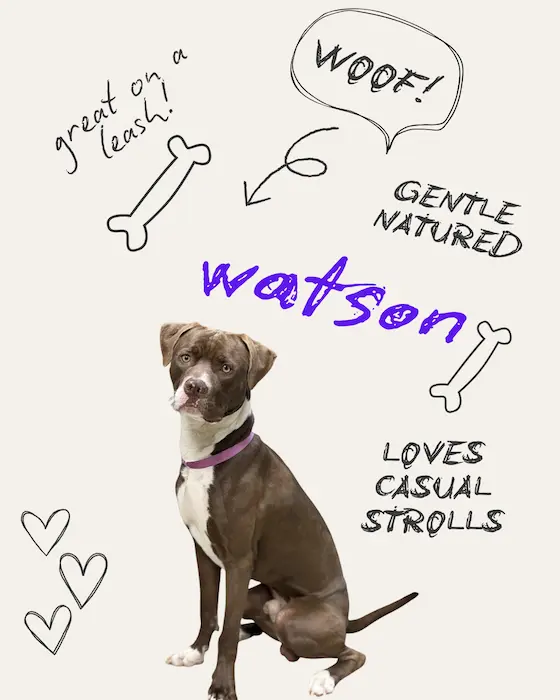 Watson the Dog